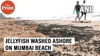 Jellyfish washed ashore on Mumbai's Juhu Beach