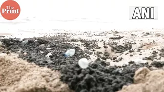 Jellyfish washed ashore on Mumbai's Juhu Beach