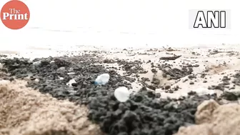 Jellyfish washed ashore on Mumbai's Juhu Beach