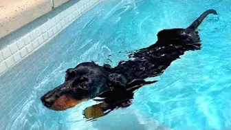 Swimming Dachshunds - Compilation.