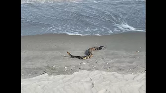 Rattler chilling in surf | Woman walking on Myrtle Beach finds rattlesnake enjoying the sand, waves