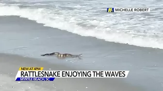 Rattler chilling in surf | Woman walking on Myrtle Beach finds rattlesnake enjoying the sand, waves