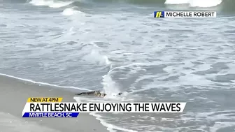 Rattler chilling in surf | Woman walking on Myrtle Beach finds rattlesnake enjoying the sand, waves