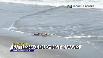 Rattler chilling in surf | Woman walking on Myrtle Beach finds rattlesnake enjoying the sand, waves