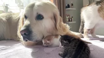 Mom Cat Shows Baby Kittens that Golden Retriever is Safe for Them