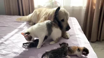 Mom Cat Shows Baby Kittens that Golden Retriever is Safe for Them