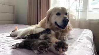 Mom Cat Shows Baby Kittens that Golden Retriever is Safe for Them