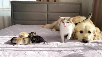 Mom Cat Shows Baby Kittens that Golden Retriever is Safe for Them