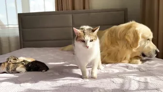 Mom Cat Shows Baby Kittens that Golden Retriever is Safe for Them