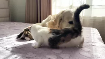 Mom Cat Shows Baby Kittens that Golden Retriever is Safe for Them