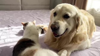 Mom Cat Shows Baby Kittens that Golden Retriever is Safe for Them