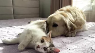 Mom Cat Shows Baby Kittens that Golden Retriever is Safe for Them