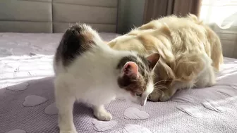 Mom Cat Shows Baby Kittens that Golden Retriever is Safe for Them