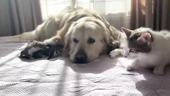 Mom Cat Shows Baby Kittens that Golden Retriever is Safe for Them