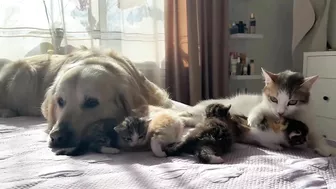 Mom Cat Shows Baby Kittens that Golden Retriever is Safe for Them