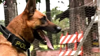 Belgian Malinois in SWAP K9 Compilation #3