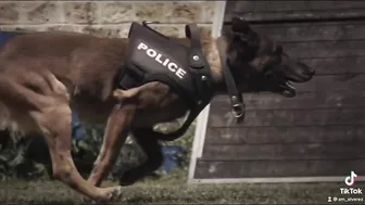 Belgian Malinois in SWAP K9 Compilation #3