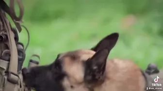 Belgian Malinois in SWAP K9 Compilation #3