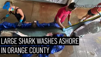 Large Shark Washes Ashore on Sunset Beach | NBCLA