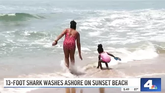 Large Shark Washes Ashore on Sunset Beach | NBCLA