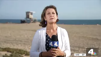 Large Shark Washes Ashore on Sunset Beach | NBCLA