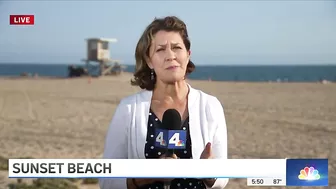 Large Shark Washes Ashore on Sunset Beach | NBCLA