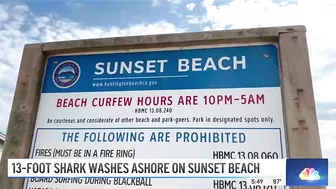 Large Shark Washes Ashore on Sunset Beach | NBCLA