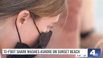 Large Shark Washes Ashore on Sunset Beach | NBCLA