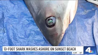 Large Shark Washes Ashore on Sunset Beach | NBCLA