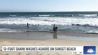 Large Shark Washes Ashore on Sunset Beach | NBCLA