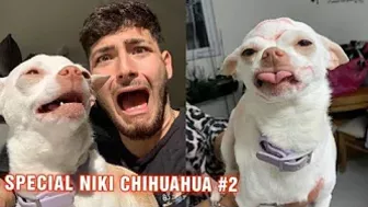 MREVIATAR TIKTOK COMPILATION CHIHUAHUA | Niki the angry chihuahua dog | #chihuahua #mreviatar