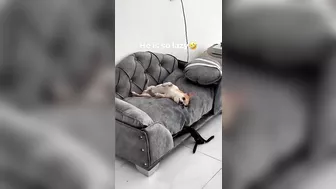 MREVIATAR TIKTOK COMPILATION CHIHUAHUA | Niki the angry chihuahua dog | #chihuahua #mreviatar