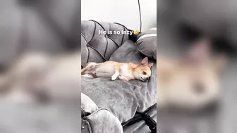 MREVIATAR TIKTOK COMPILATION CHIHUAHUA | Niki the angry chihuahua dog | #chihuahua #mreviatar