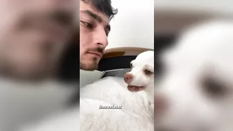 MREVIATAR TIKTOK COMPILATION CHIHUAHUA | Niki the angry chihuahua dog | #chihuahua #mreviatar