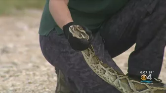 2022 Florida Python Challenge kicks off in the Everglades