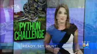 2022 Florida Python Challenge kicks off in the Everglades