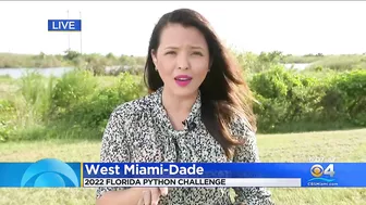 2022 Florida Python Challenge kicks off in the Everglades