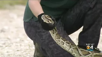 2022 Florida Python Challenge kicks off in the Everglades