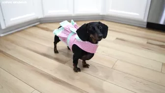 Starbox Dachshunds Compilation Chapter 93