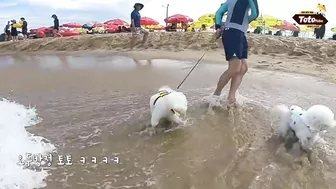 모여봐요 멍멍 유치원생 지옥의 수련회