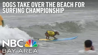 Crowds Pack Pacifica Beach for World Dog Surfing Championships