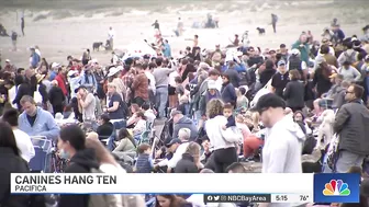 Crowds Pack Pacifica Beach for World Dog Surfing Championships