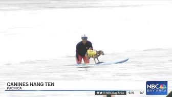 Crowds Pack Pacifica Beach for World Dog Surfing Championships