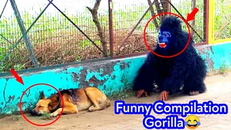 Dog Playing With Gorilla | Fake Gorilla On Road | Funny Gorilla Dog Compilation |Funny Dog Clips