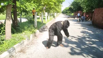 Dog Playing With Gorilla | Fake Gorilla On Road | Funny Gorilla Dog Compilation |Funny Dog Clips