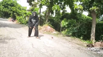 Dog Playing With Gorilla | Fake Gorilla On Road | Funny Gorilla Dog Compilation |Funny Dog Clips