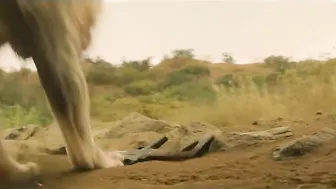 Lion Attack Scene - BEAST (2022)