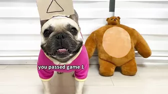 What Happens When Dogs Play Squid Game???????Funny Dog Parody