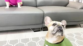 What Happens When Dogs Play Squid Game???????Funny Dog Parody