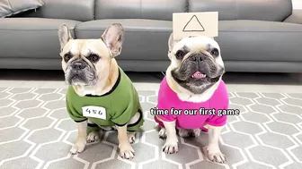 What Happens When Dogs Play Squid Game???????Funny Dog Parody